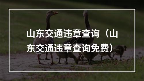 山东交通违章查询（山东交通违章查询免费）
