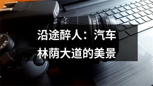 沿途醉人：汽车林荫大道的美景