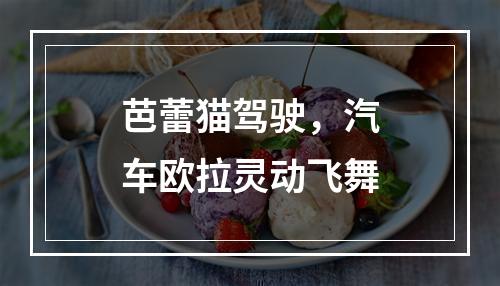 芭蕾猫驾驶，汽车欧拉灵动飞舞