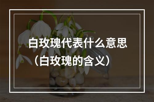 白玫瑰代表什么意思（白玫瑰的含义）