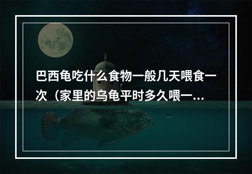 巴西龟吃什么食物一般几天喂食一次（家里的乌龟平时多久喂一次呢喂得多不多）