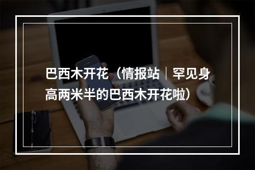 巴西木开花（情报站｜罕见身高两米半的巴西木开花啦）