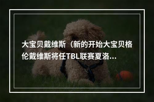 大宝贝戴维斯（新的开始大宝贝格伦戴维斯将任TBL联赛夏洛特紫夹克主教练）