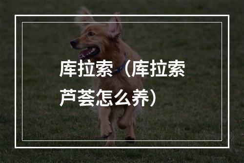 库拉索（库拉索芦荟怎么养）