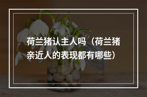 荷兰猪认主人吗（荷兰猪亲近人的表现都有哪些）